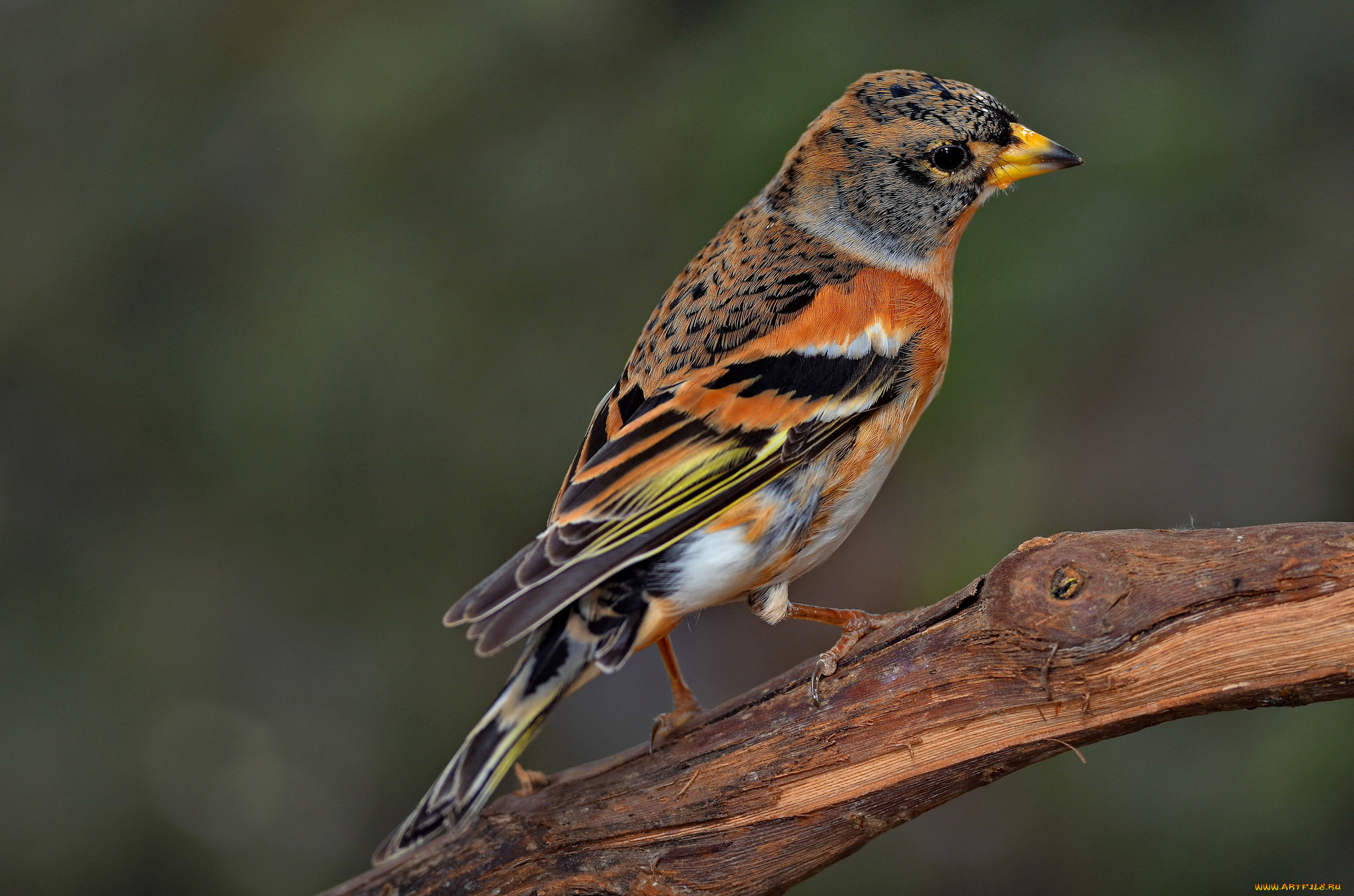 brambling, , , 